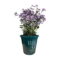 thumbnail image 1 of Better Homes & Gardens - 2.5 Quart Blue Woodland Phlox Perennial (1 Count) - Outdoor Live Plants, 1 of 5