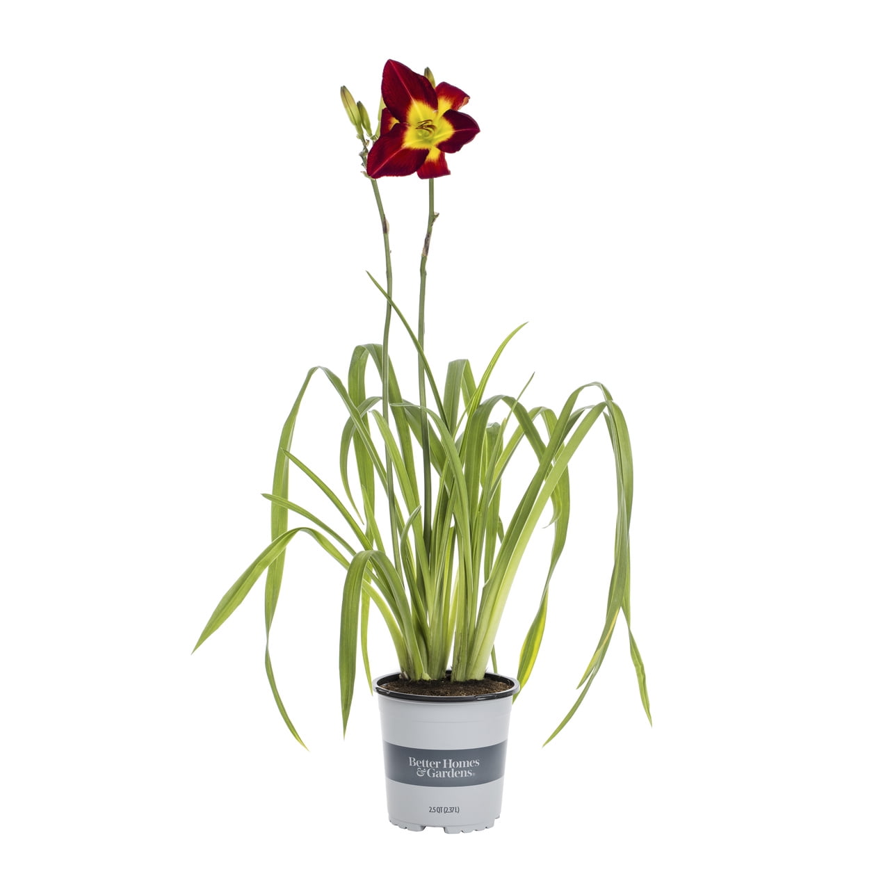 Better Homes & Gardens 2.5 Quart Breeze Sunset Daylily Perennial Live Plant 3 -Count with Grower Pot