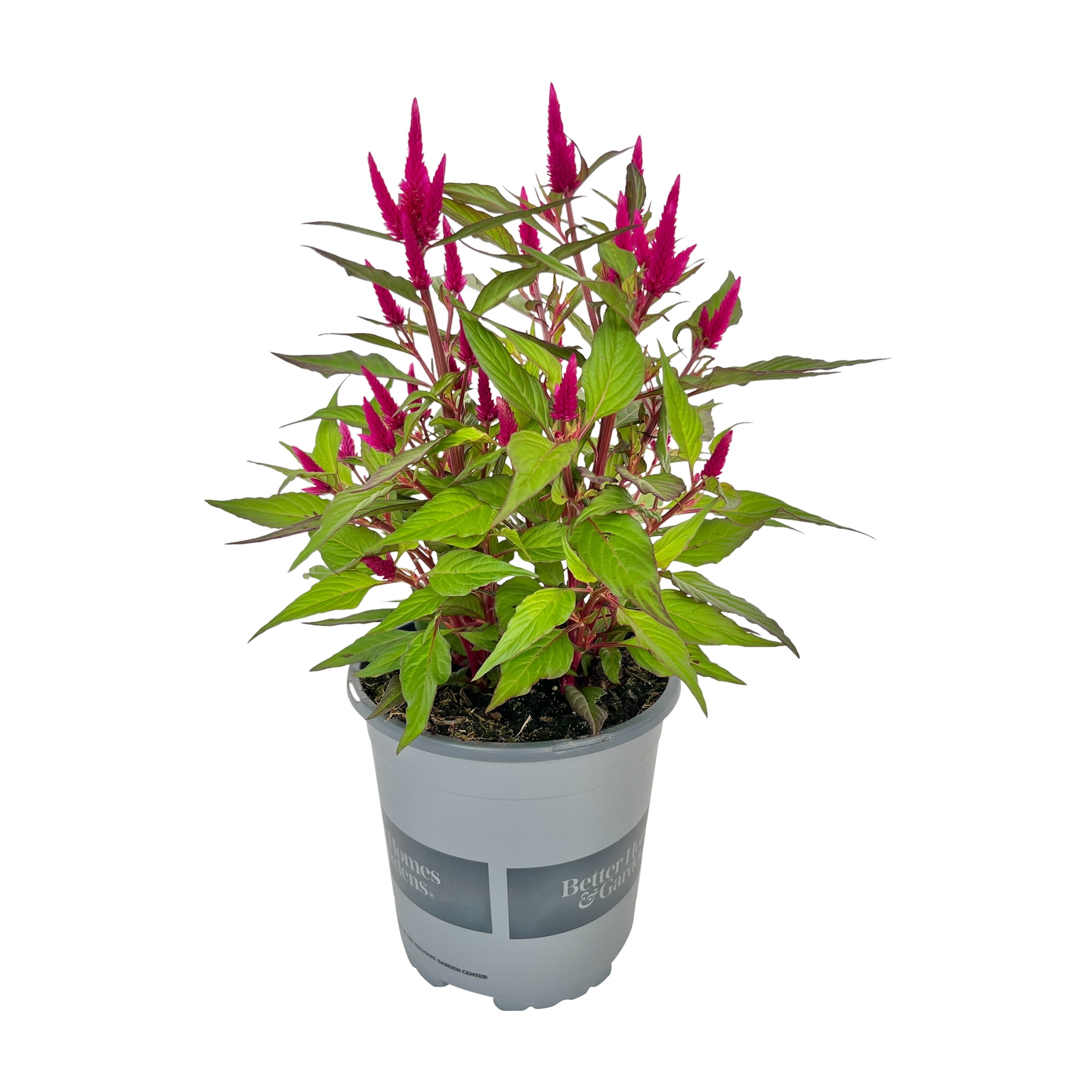 Better Homes \u0026 Gardens - Brandclub - Better Homes \u0026 Gardens 2.5 Quart  Celosia Intenz, Live Plant, image size:2000x2000