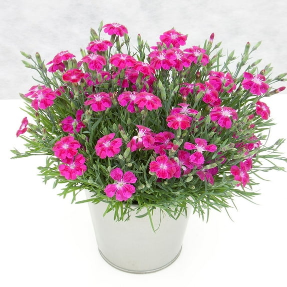 Better Homes & Gardens 2.5 Quart Multicolor Dianthus Perennial Outdoor Live Plants