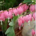 thumbnail image 1 of Better Homes & Gardens 2.5 Quart Multicolor Dicentra Bleeding Heart Perennial Live Plants, 1 of 5