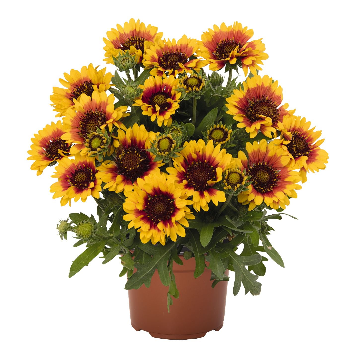 Better Homes & Gardens 2.5 Quart Multicolor Gaillardia Blanket Flower Perennial Outdoor Live Plants