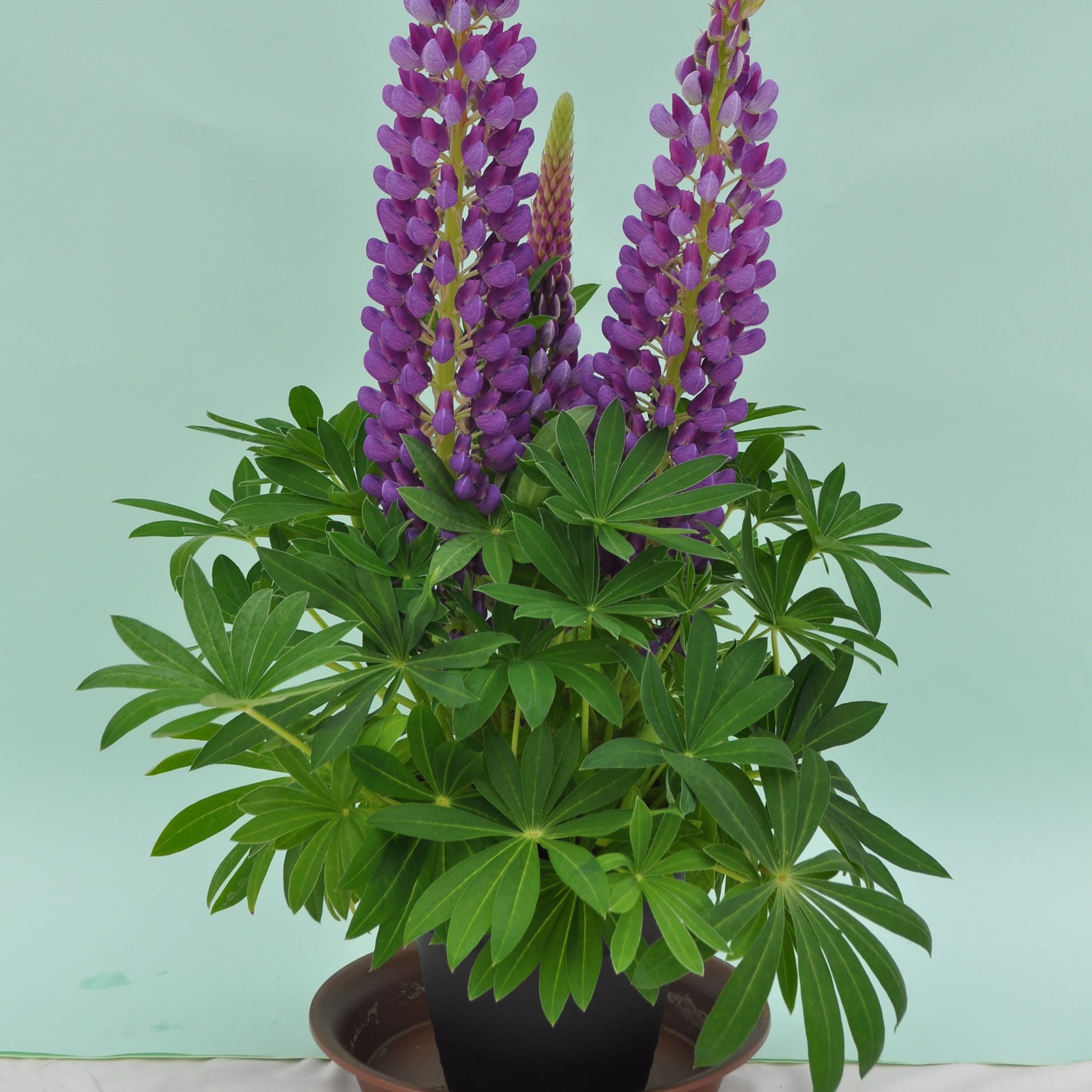 Better Homes & Gardens 2.5 Quart Multicolor Lupine Perennial Outdoor Live Plants Full Sun