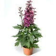 Better Homes & Gardens 2.5 Quart Pink Delphinium Perennial Outdoor