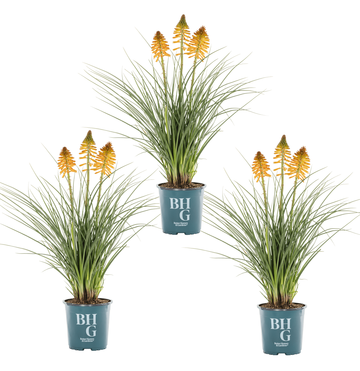 Better Homes & Gardens Poco Kniphofia Live Perennial Plant, Full Sun, 3 Pack