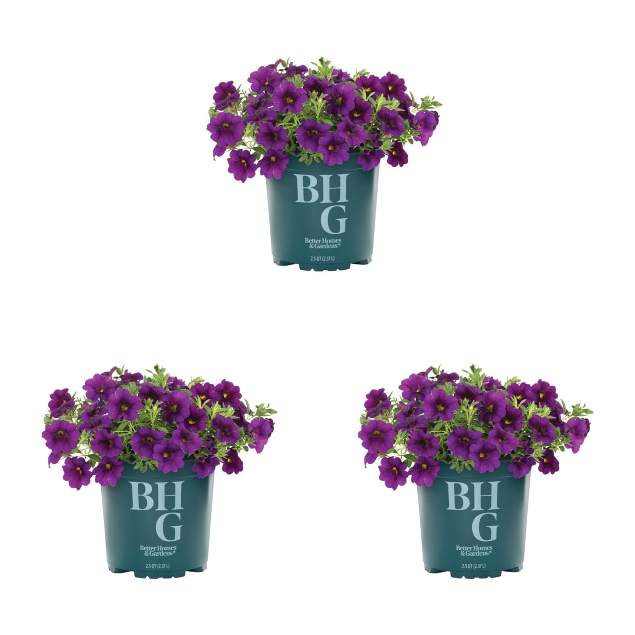 Better Homes & Gardens Purple Calibrachoa Live Annual Plant 3-Pack, Full Sun
