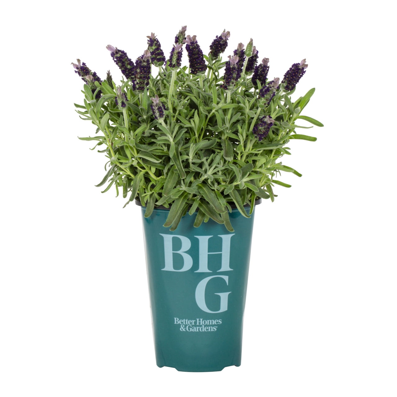 Better Homes & Gardens 2QT Purple Lavender La Diva Big Night Live Perennial Plant Sun