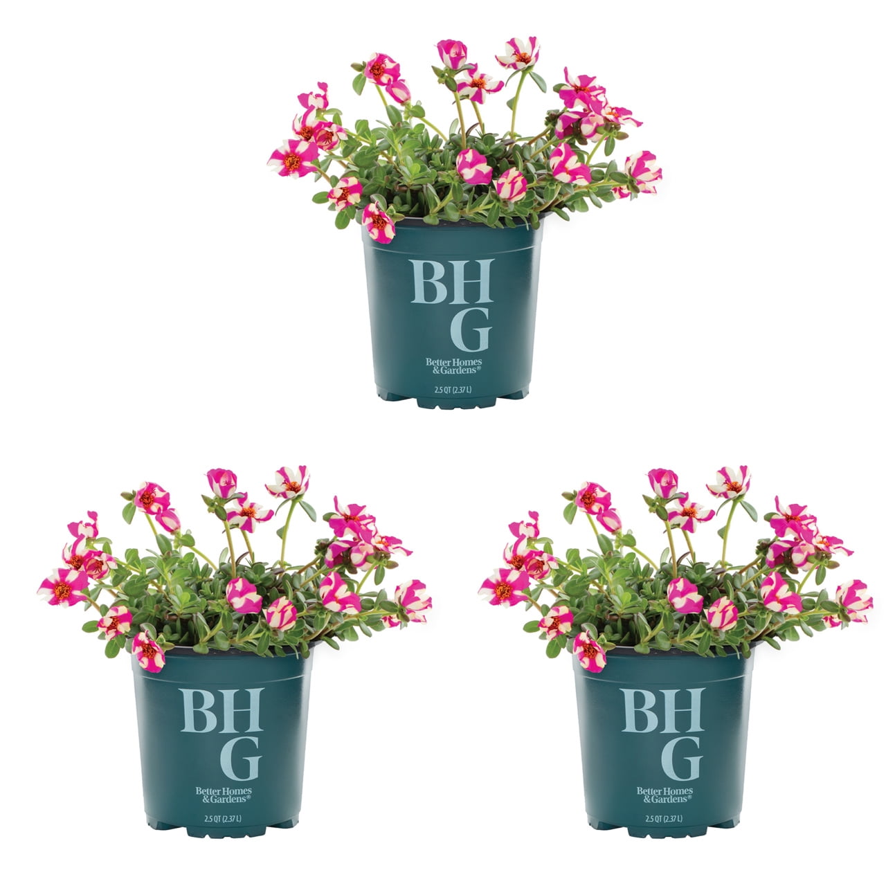 Better Homes & Gardens Purslane Live Annual Plant, Red Yellow, Full Sun, 3-Pack