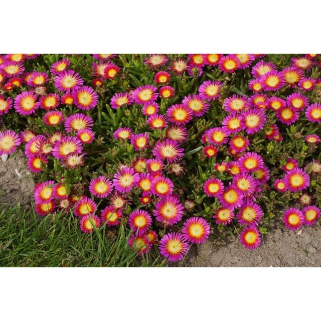 Better Homes & Gardens 2.5 Quart Violet Delosperma Ice Plant Perennial