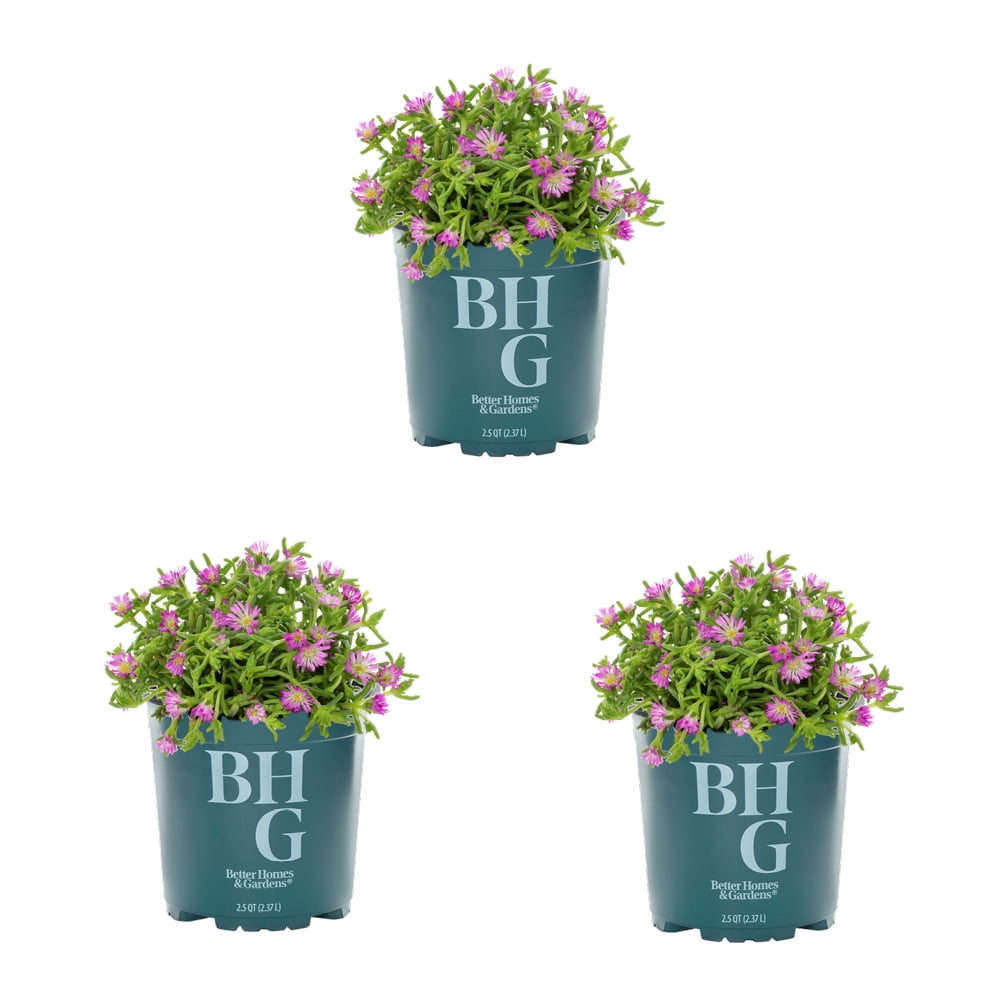 Better Homes & Gardens Delosperma Solstice Red Live Perennial Plant, Full Sun, 2 qt, 3-Pack