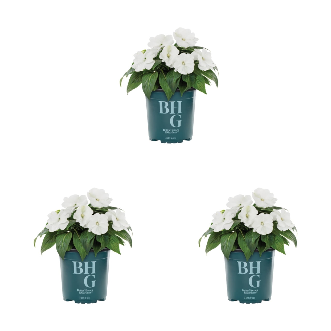 Better Homes & Gardens White New Guinea Impatiens Live Annual Plant, 3-Pack