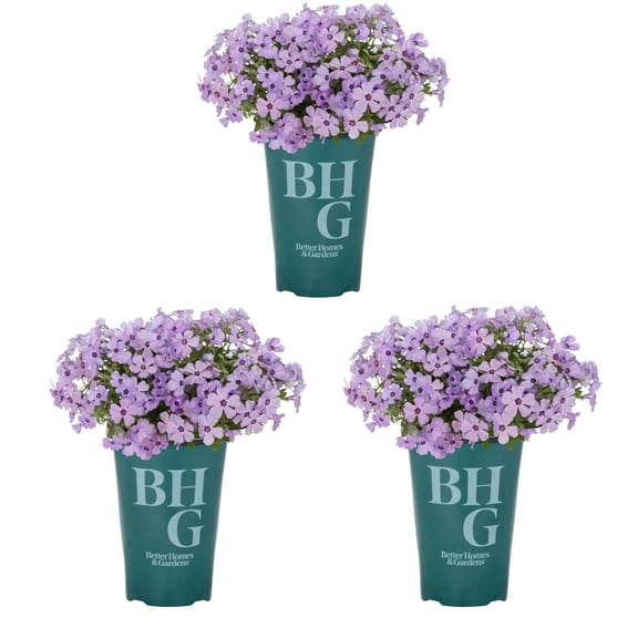 Better Homes & Gardens 2QT Woodland Phlox Divaricata Live Perennial Plant Sun 3 -Pack