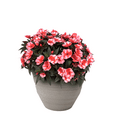 thumbnail image 1 of Better Homes & Gardens New Guinea Impatiens Petticoat Cherry Star Full Sun Spring Live Plants Outdoor, 2.5 Gallon, 1 of 5