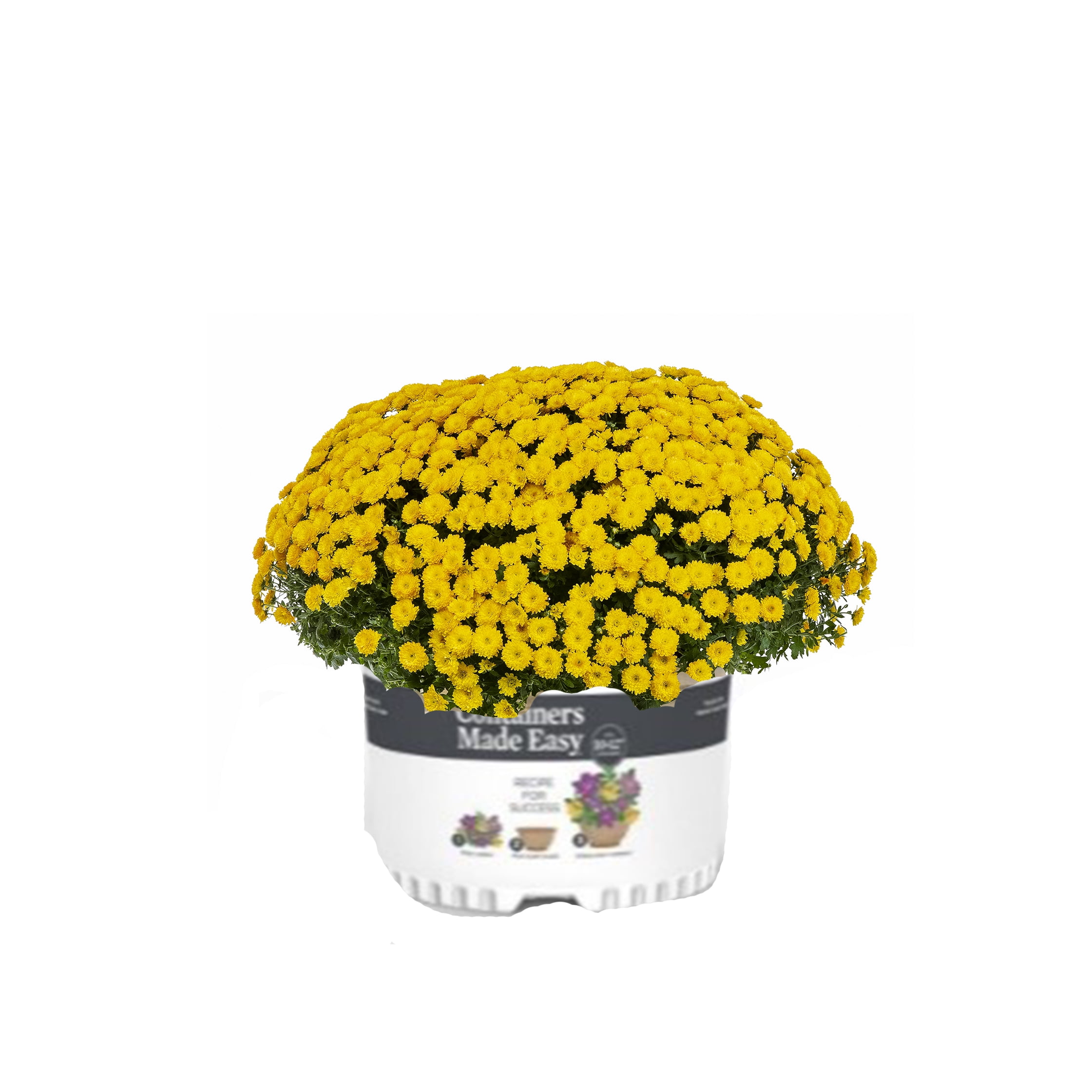 Better Homes & Gardens 2.5G Container Made Easy Mum Yellow Live Plants
