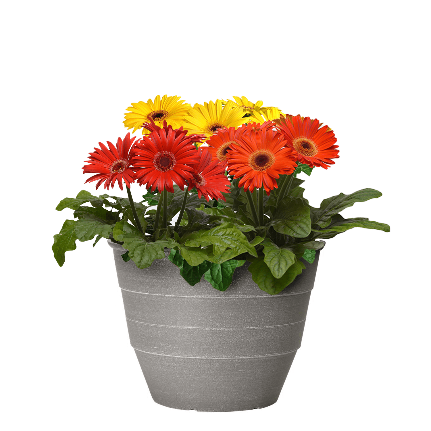 Better Homes & Gardens 2.5G Gerbera Daisy Day at Beach Mix Annual