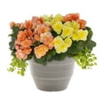 thumbnail image 1 of Better Homes & Gardens 2.5gal Multicolor Begonia Lysimachia Live Annual Plant in Decorative Pot Sun, 1 of 7