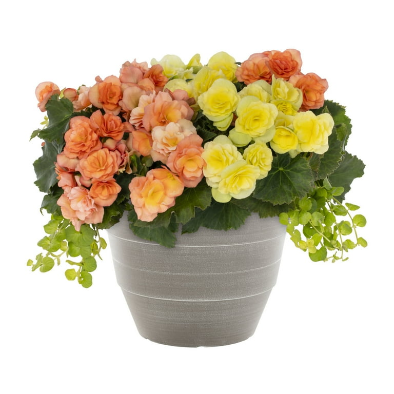 Better Homes & Gardens Cleopatra Comb...