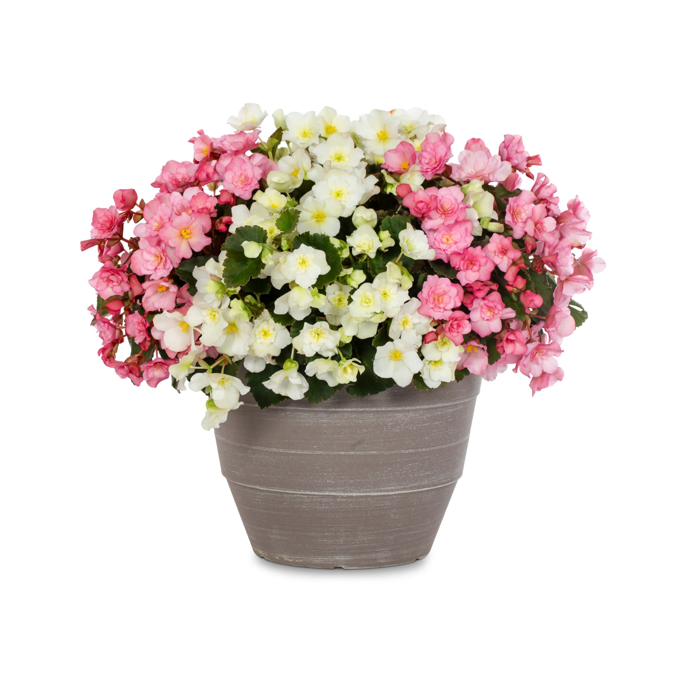 Better Homes & Gardens 2.5gal Multicolor Begonia Live Annual Plant Decorative Pot Sun