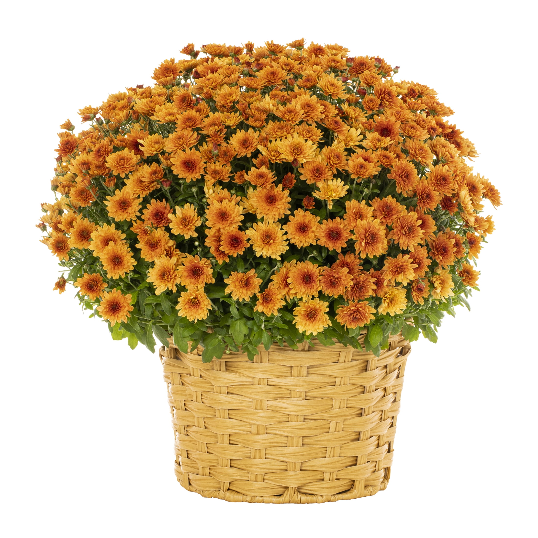 Better Homes & Gardens 2.5G Orange Garden Mum Live Plant in Woven Bushel Basket