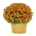 thumbnail image 1 of Better Homes & Gardens 2.5G Orange Garden Chrysanthemum Plant Decorative Basket Sun, 1 of 7
