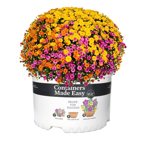 Containers Made Easy 2.5G Orange Pink Yellow Mums Grower Pot Live Plant