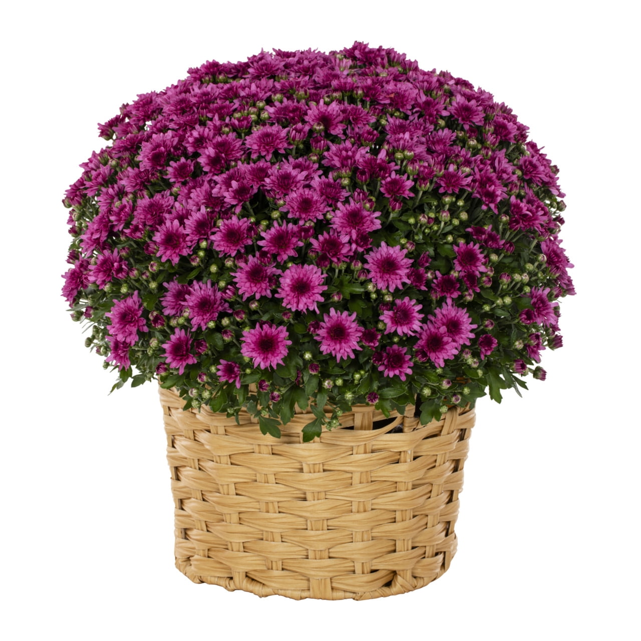 Better Homes & Gardens 2.5G Pink Garden Chrysanthemum Plant Decorative Basket Sun