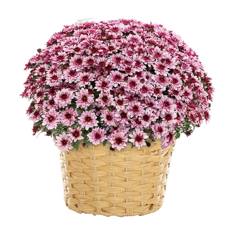 Daisy Chrysanthemum in the Basket Daisy Chrysanthemum in the Basket