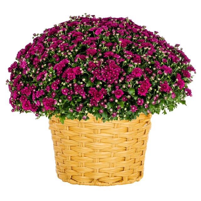 Better Homes & Gardens 2.5G Purple Mum Full Sun Live Plant (1Pack