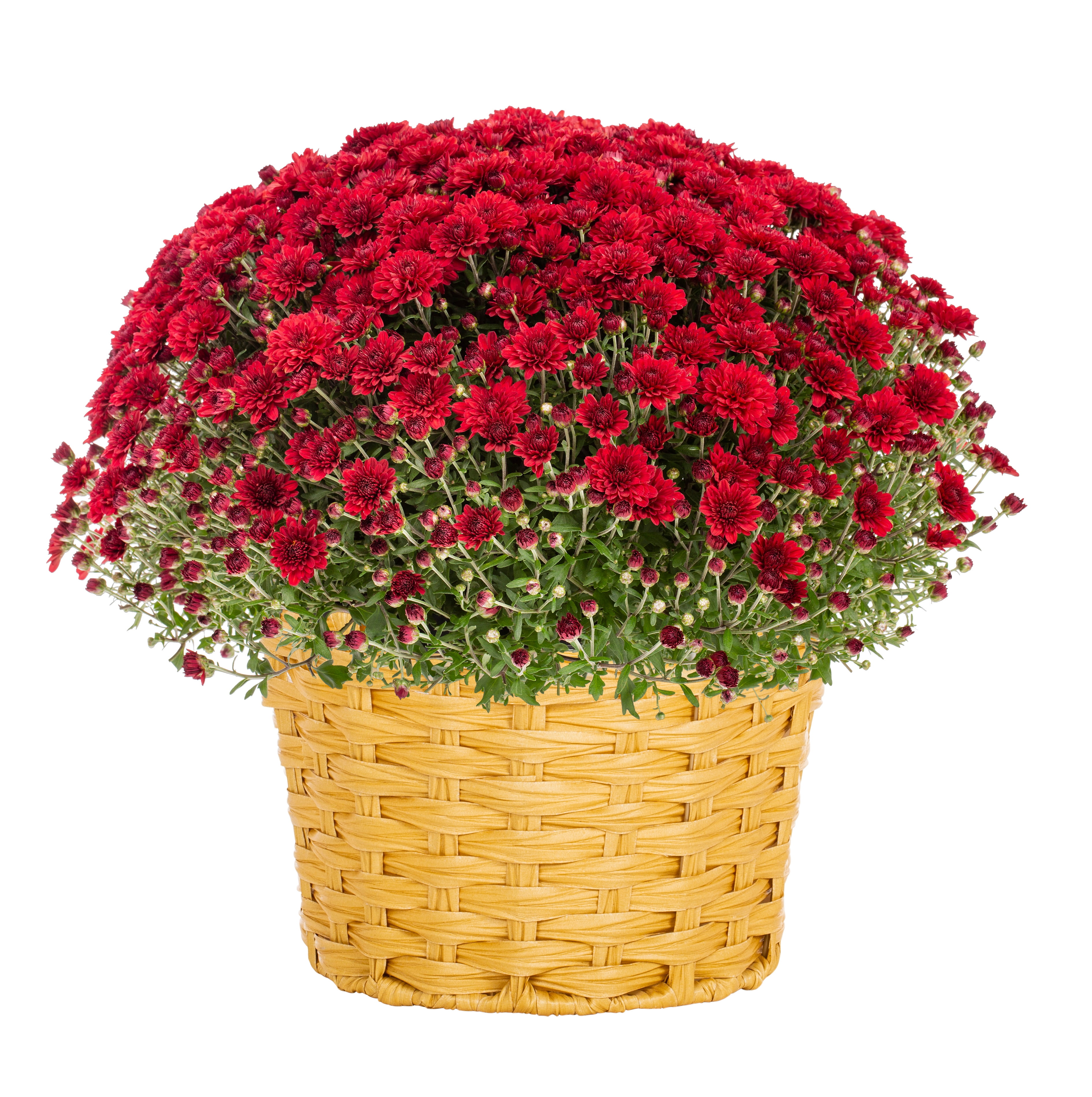 Better Homes & Gardens 2.5G Red Garden Chrysanthemum Plant Decorative Basket Sun