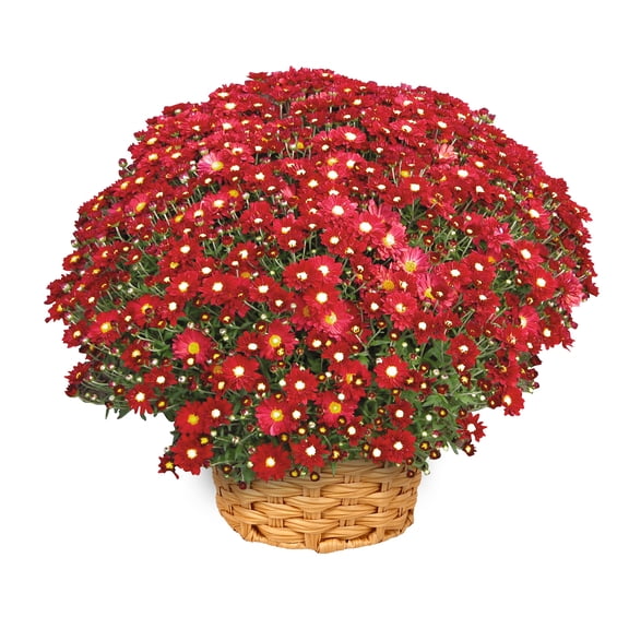 Better Homes & Gardens 2.5G Red Mum Live Plant in Bushel Basket