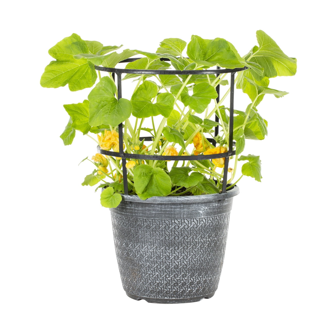 Better Homes & Gardens 2.5G Squash Live Plant in Decorative Planter and