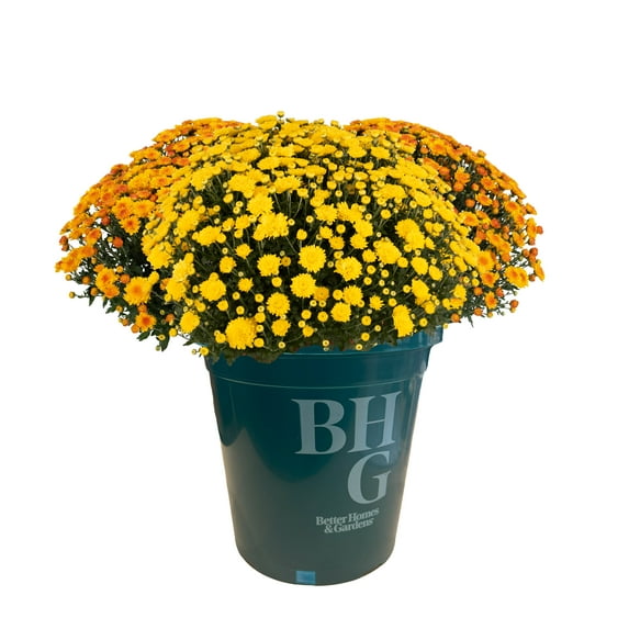 Better Homes & Gardens 2.5G Tricolor Mum Perennial Outdoor Live Plant Full Sun in Grower Pot