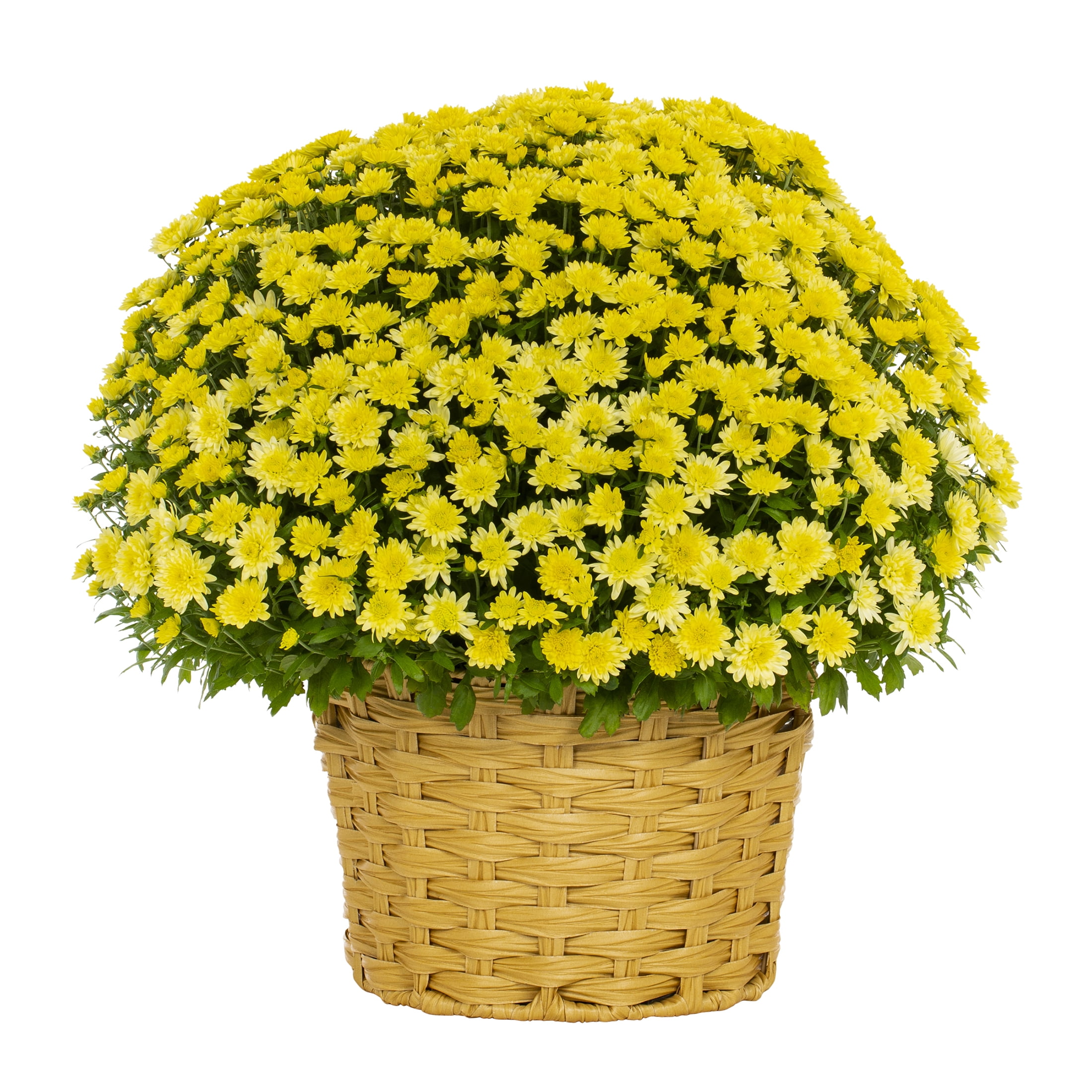 Better Homes & Gardens 2.5G Yellow Garden Mum Live Plant in Woven Bushel Basket