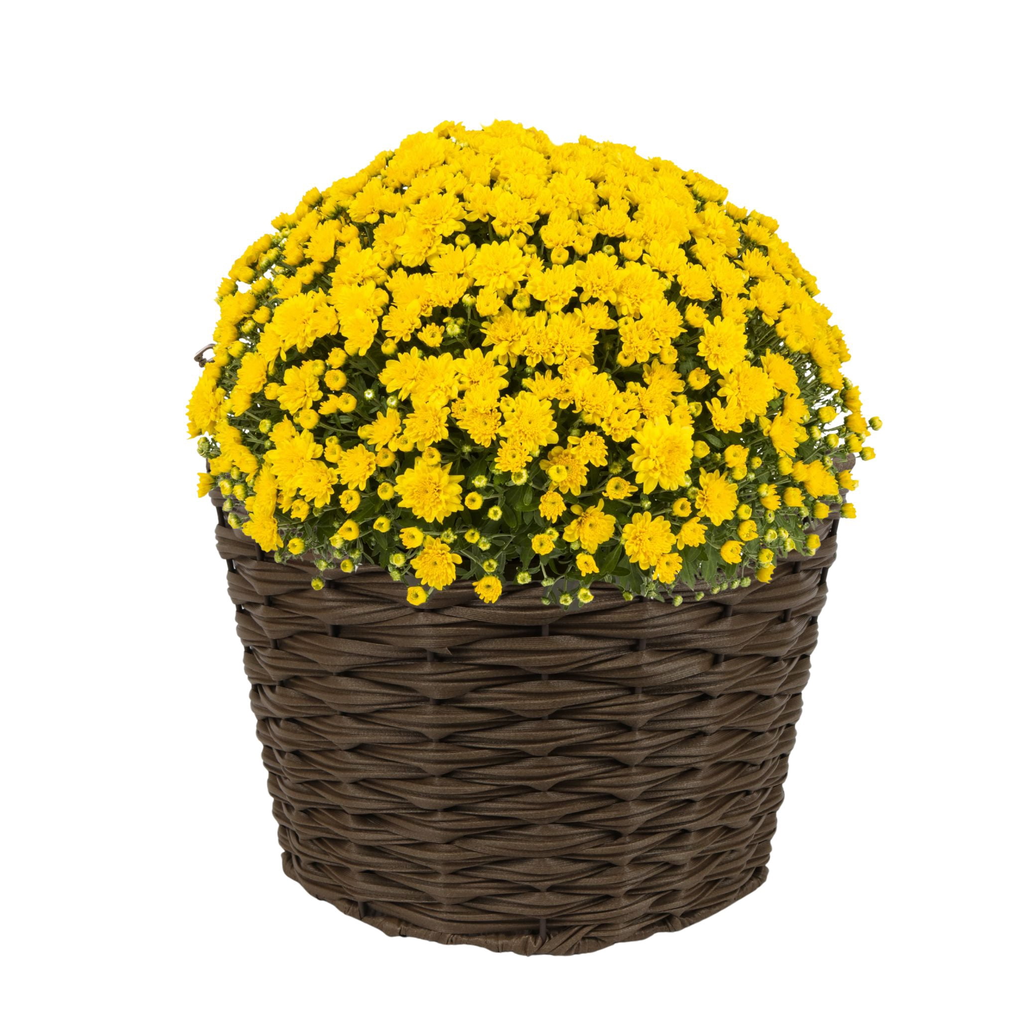 Better Homes & Gardens 2.5G Yellow Mum Live Plant in Bushel Basket Full Sun
