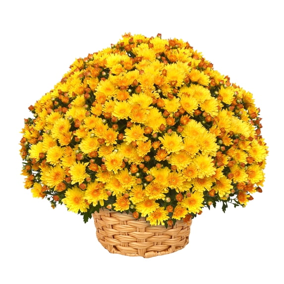 Better Homes & Gardens 2.5G Yellow Mum Live Plant in Bushel Basket