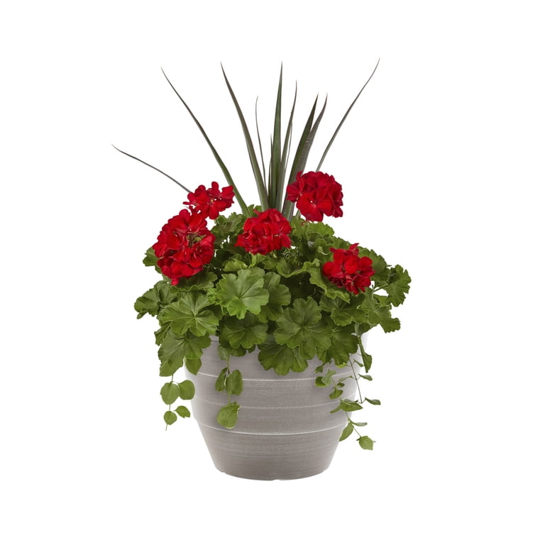 Better Homes & Gardens 2.5gal Multicolor Geranium Vinca Dracaena Live  Annual Plant Decorative Pot Sun