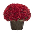 thumbnail image 1 of Better Homes & Gardens 2.5Gal Red Garden Chrysanthemum Plant Decorative Basket Sun, 1 of 6