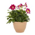 thumbnail image 1 of Better Homes & Gardens 2.5gal Purple Dahlia Summer Bees Live Annual Plant Decorative Pot Shade, 1 of 9