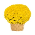 thumbnail image 1 of Better Homes & Gardens 2.5Gal Yellow Garden Chrysanthemum Plant Decorative Basket Sun, 1 of 8