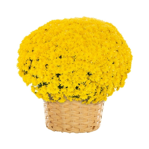 Better Homes & Gardens 2.5Gal Yellow Garden Chrysanthemum Plant Decorative Basket Sun