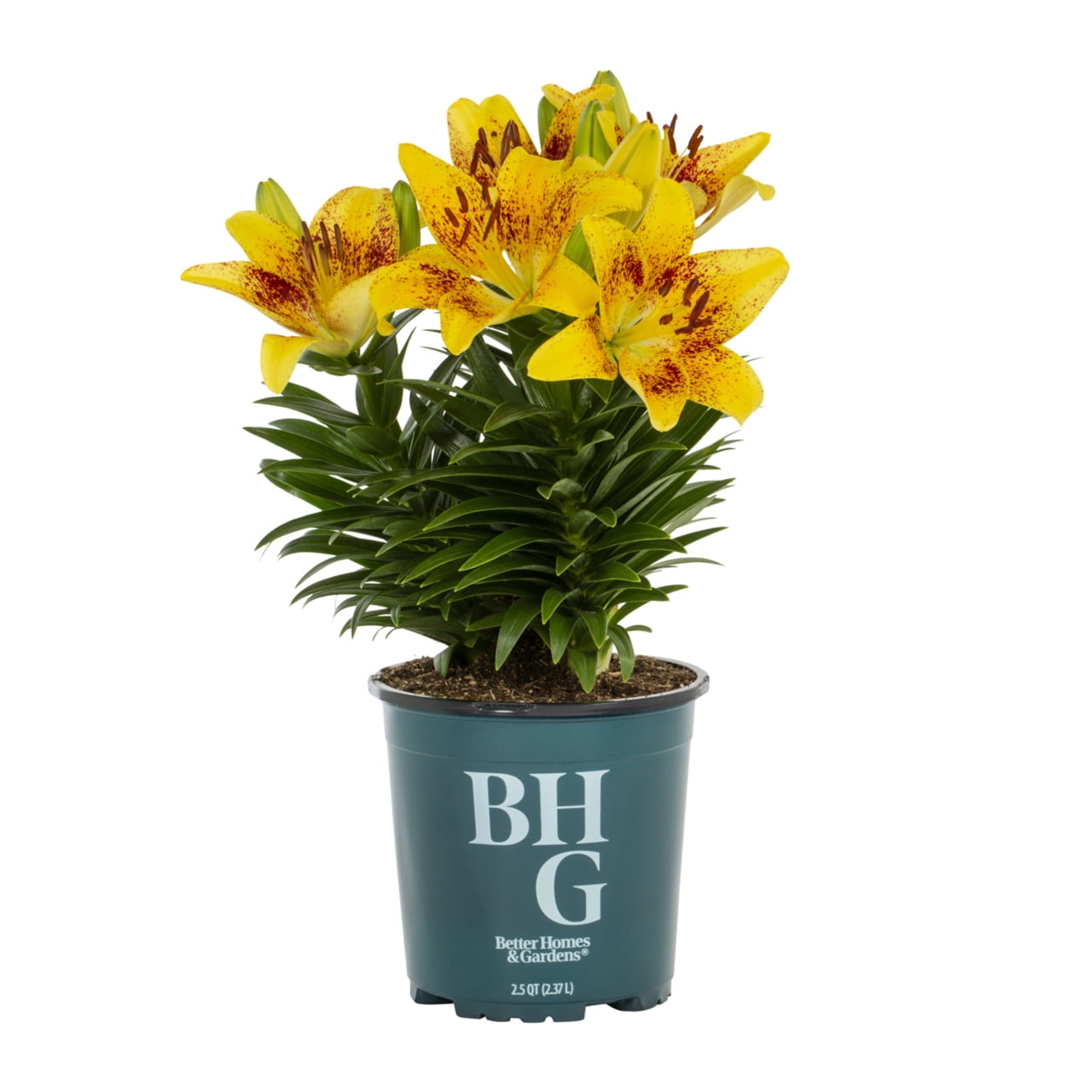 Better Homes & Gardens 2.5QT Asiatic Lily Tiny Nugget Live Plant Grower