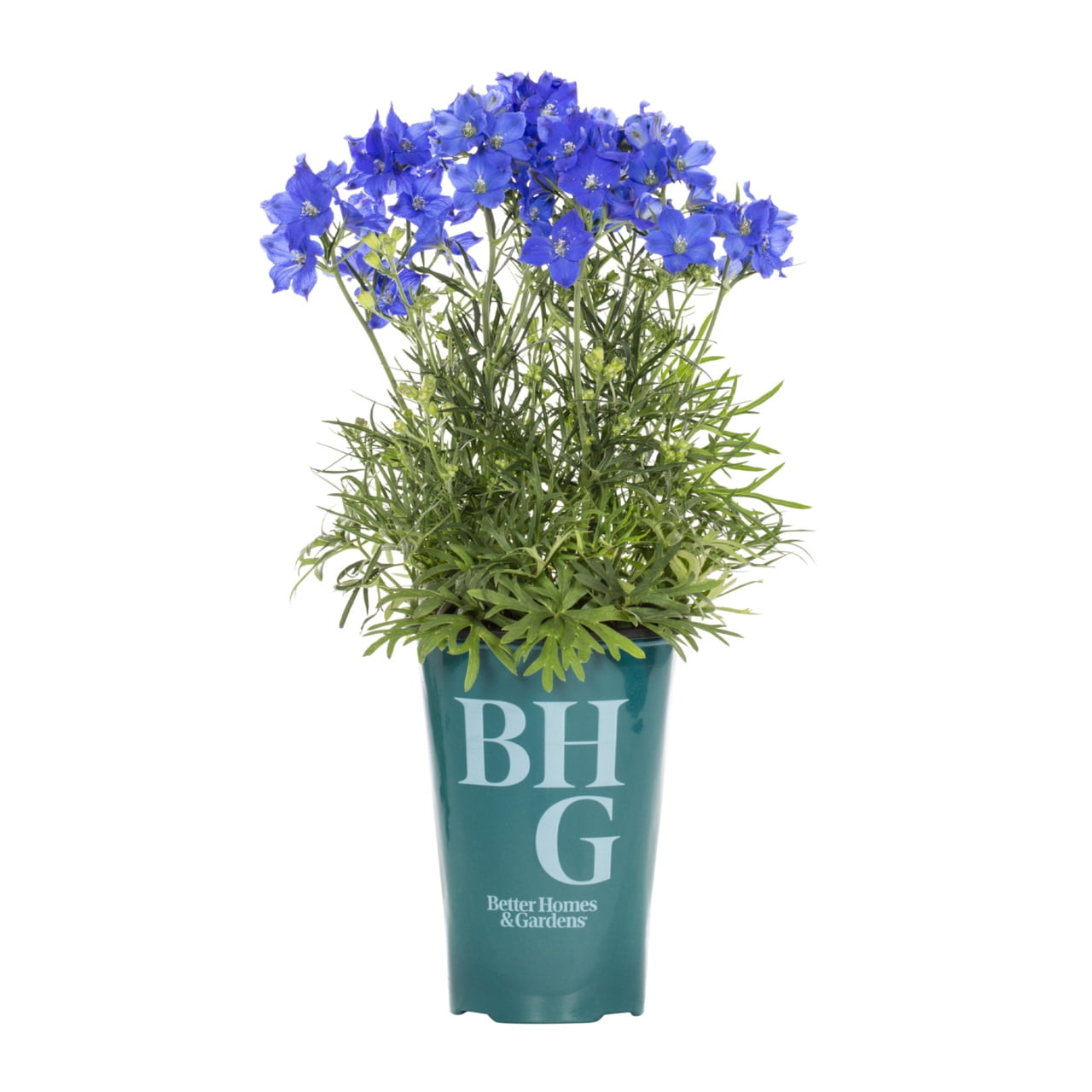 Better Homes & Gardens 2QT Blue Delphinium Blue Diamonds Live Perennial Plant Sun
