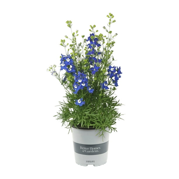 Better Homes & Gardens 2.5QT Blue Delphinium Blue Diamonds Live Plants