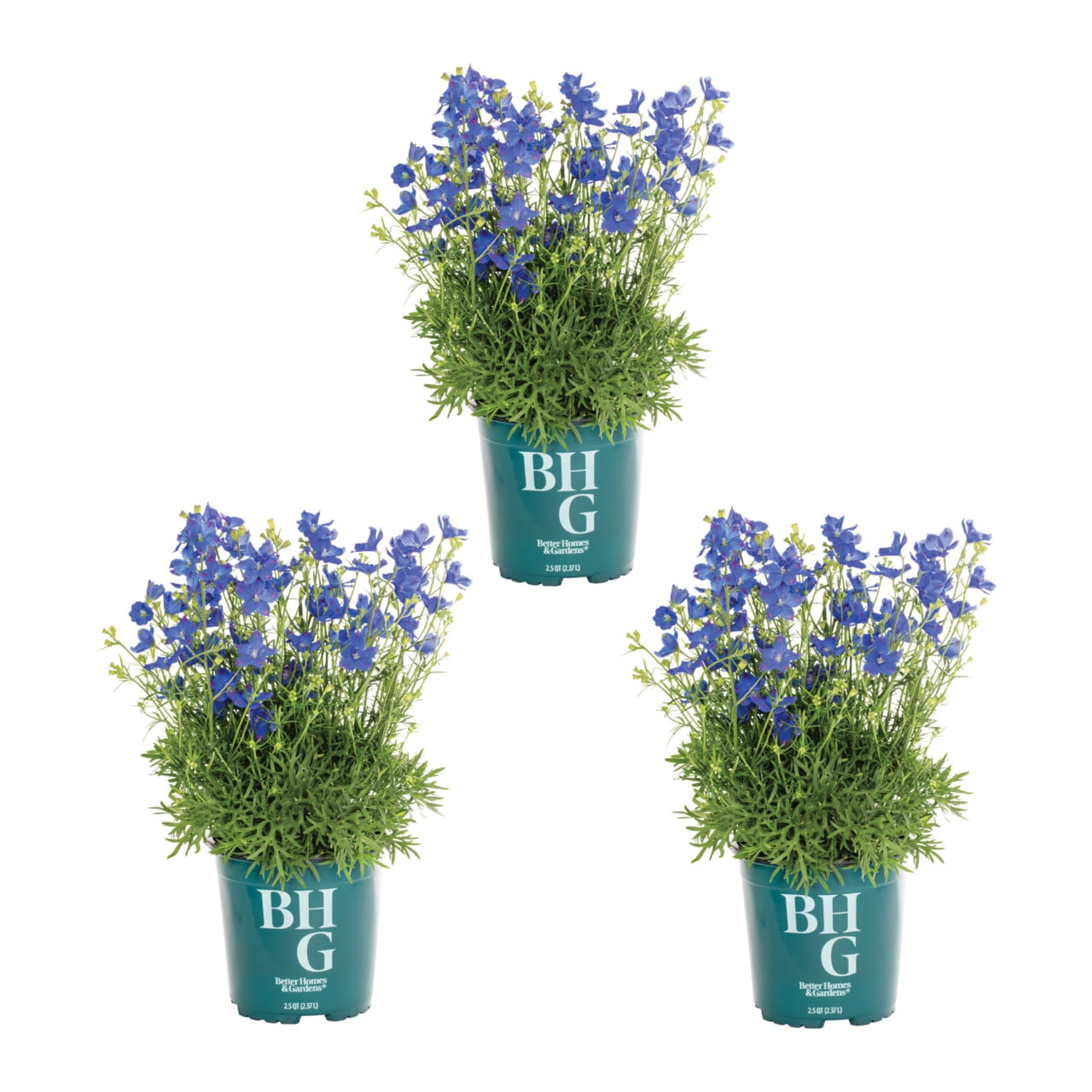 Better Homes & Gardens 2QT Blue Delphinium Live Perennial Plant Sun 3-Pack