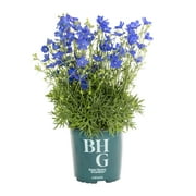Better Homes & Gardens 2.5QT Blue Delphinium Live Plants (3-Pack) with Grower Pots