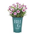 thumbnail image 1 of Better Homes & Gardens 2QT Multicolor Dianthus Pretty Poppers Kiss and Tell Live Perennial Plant Sun, 1 of 7