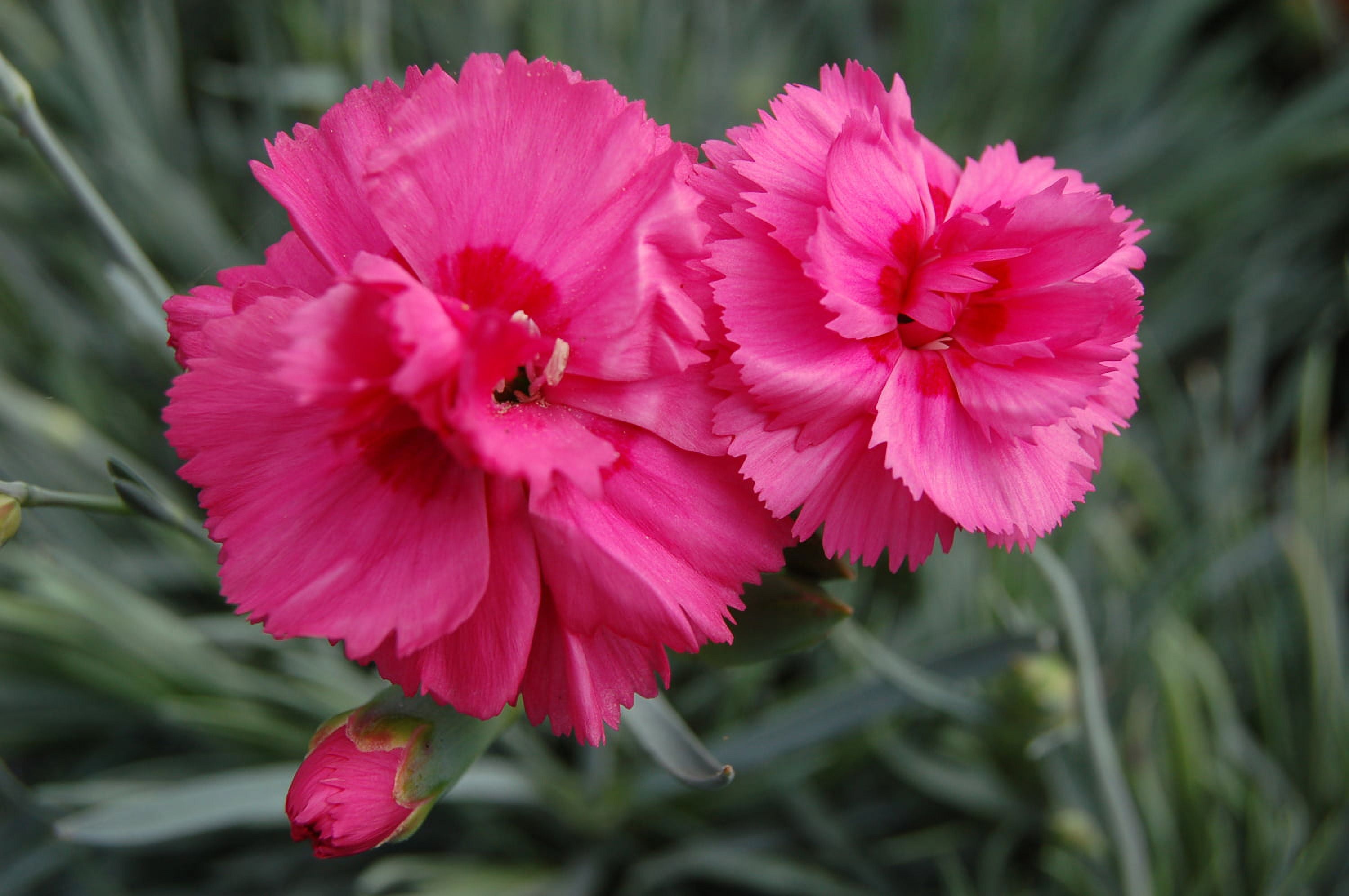 Better Homes & Gardens 2.5 Quart Dianthus 'Scent First' Multicolor Full Sun Perennial Outdoor Live Plants