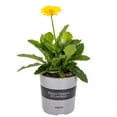 thumbnail image 1 of Better Homes & Gardens 2.5QT Gerbera Daisy, Annual Potted, Full to partial sun plant, 1 of 3