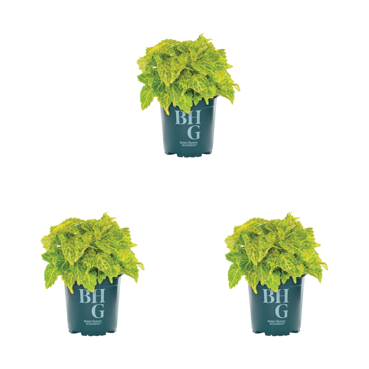 Better Homes & Gardens 2QT Green Coleus Live Annual Plant Shade 3-Pack
