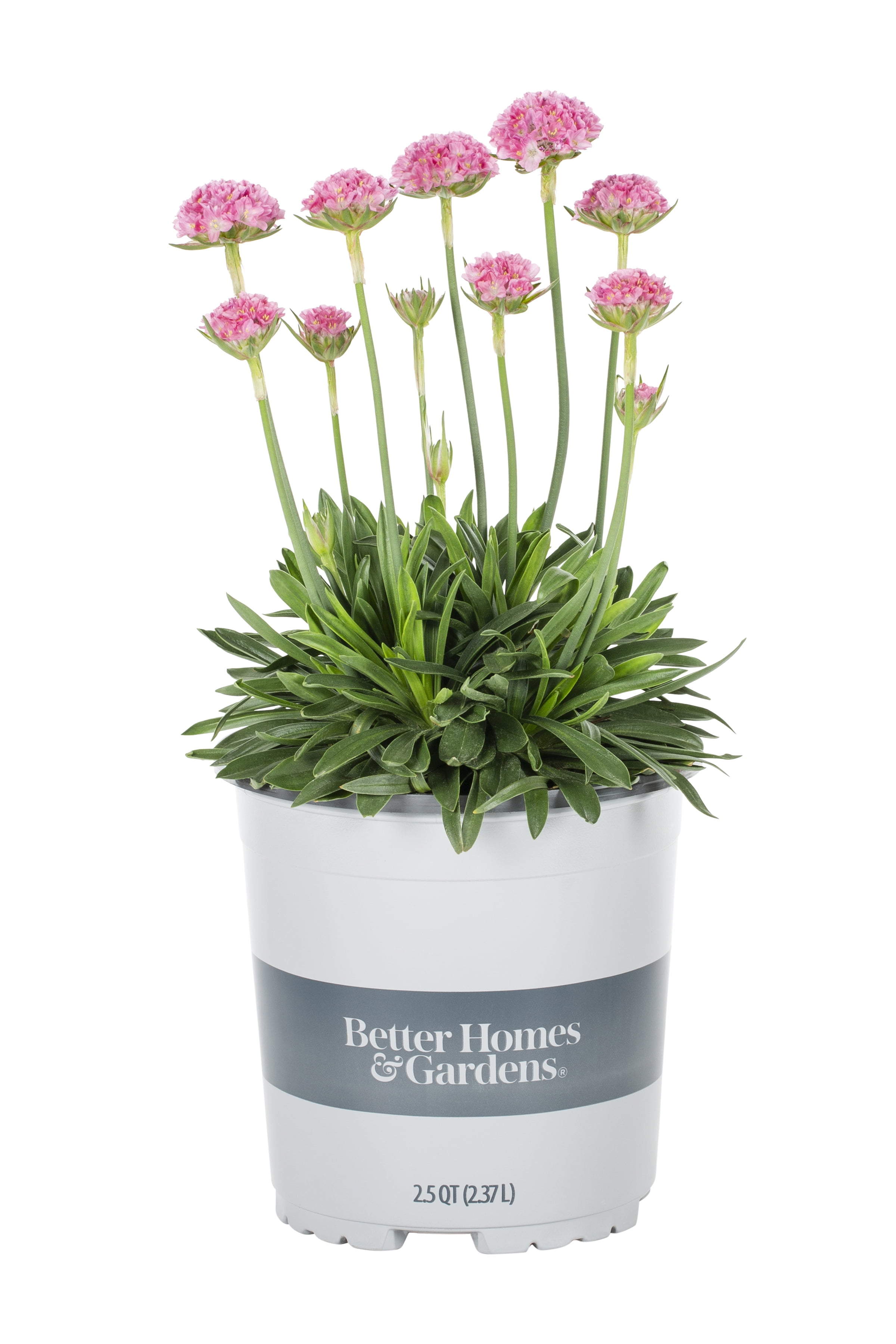 Better Homes & Gardens 2.5QT Multicolor Armeria Live Plants with Grower